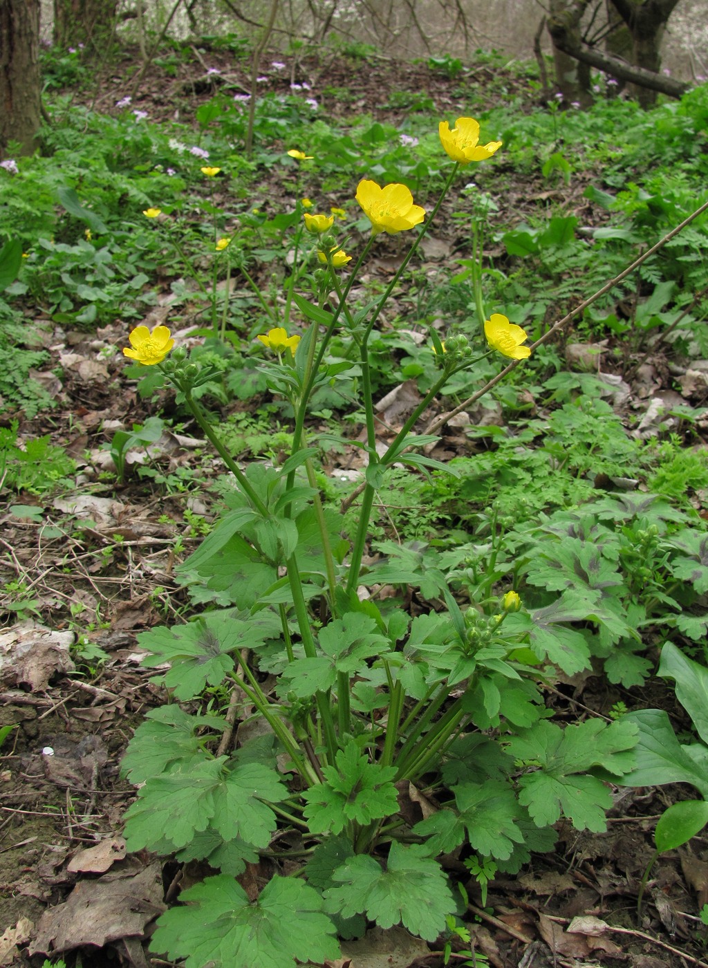 Изображение особи Ranunculus constantinopolitanus.