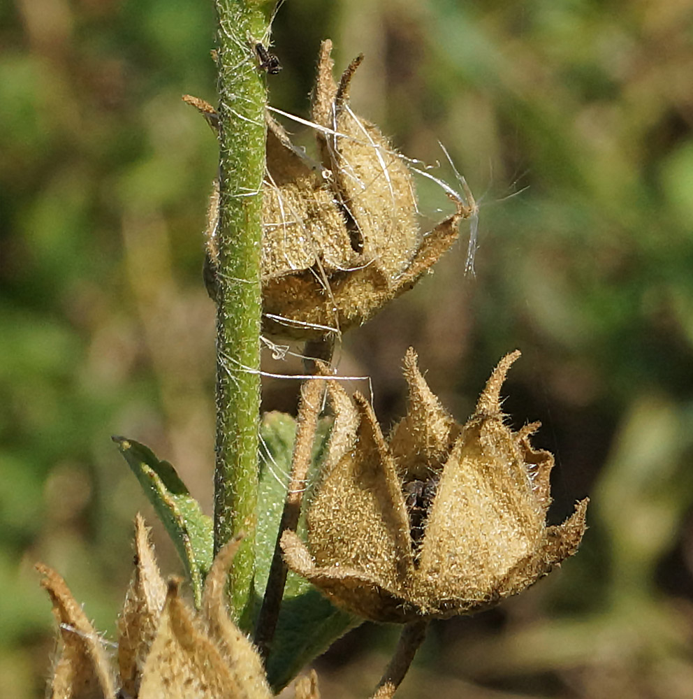 Image of Malva thuringiaca specimen.