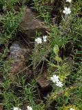 Cerastium arvense