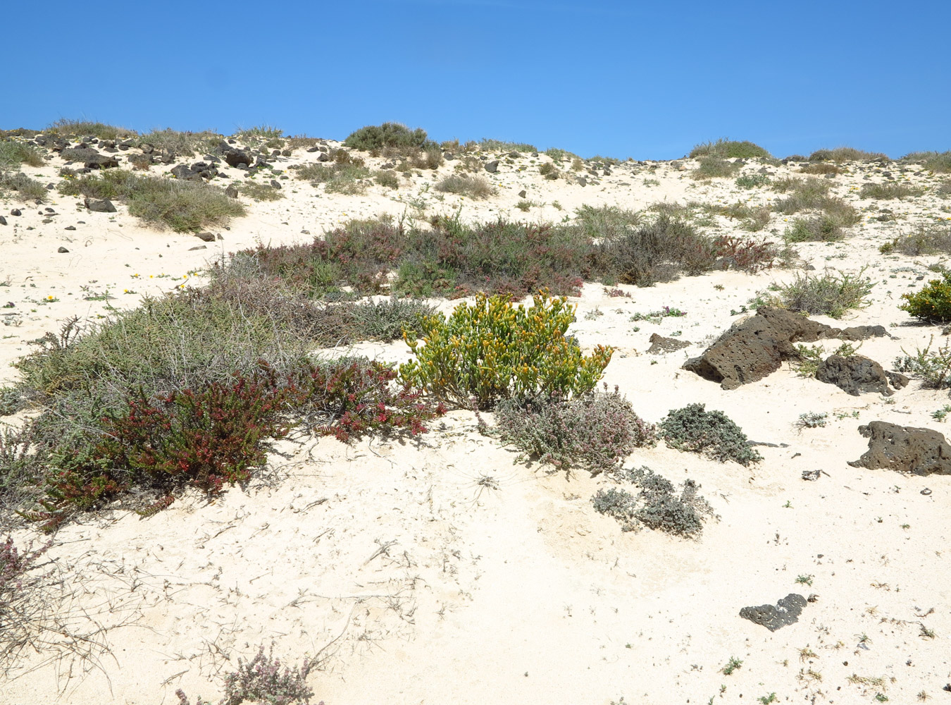 Image of Tetraena fontanesii specimen.