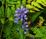 Campanula cervicaria. Верхушка цветущего растения на фоне папоротника. Московская обл., Раменский р-н, окр. ж.-д. платформы Хрипань, просека под ЛЭП. 09.07.2016.