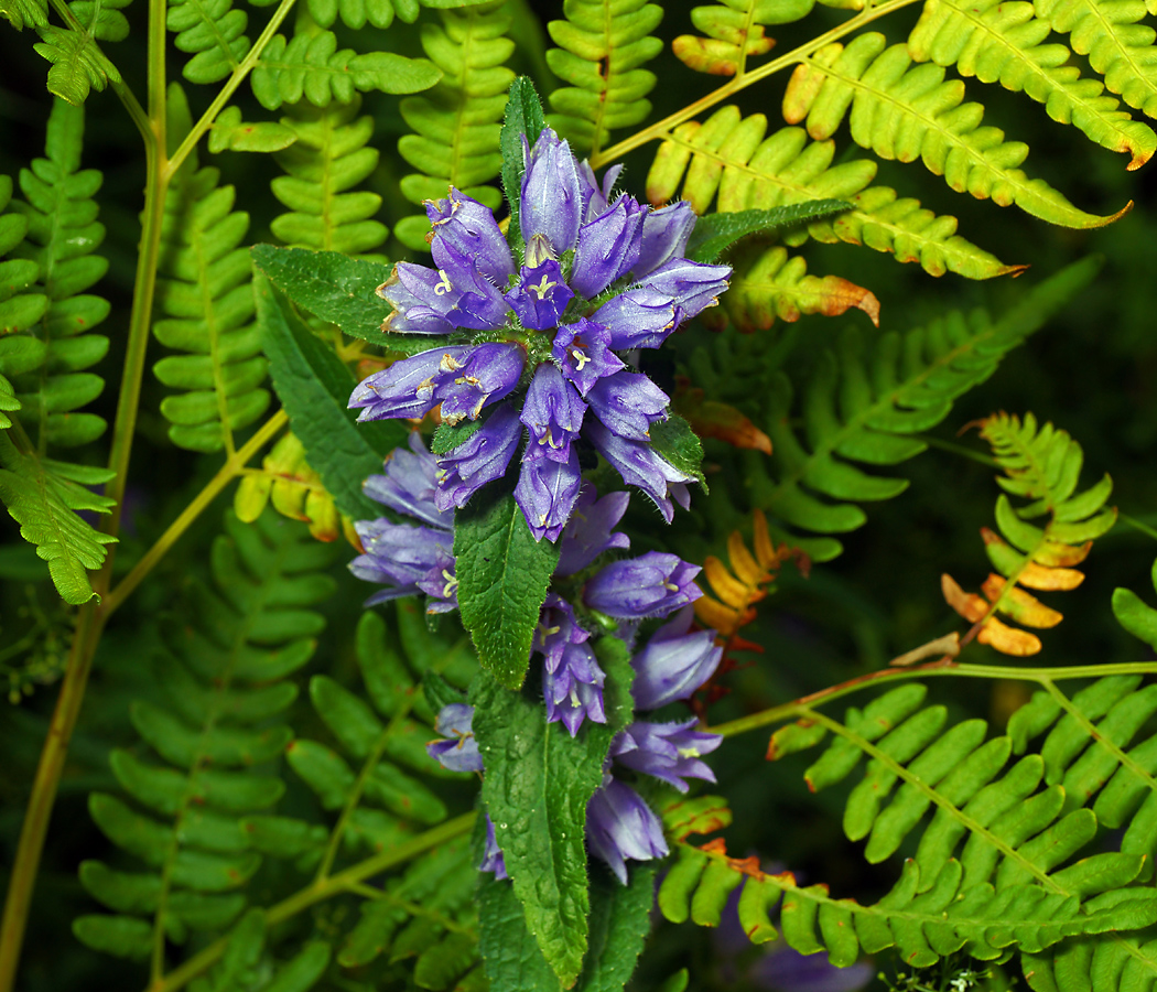 Image of Campanula cervicaria specimen.