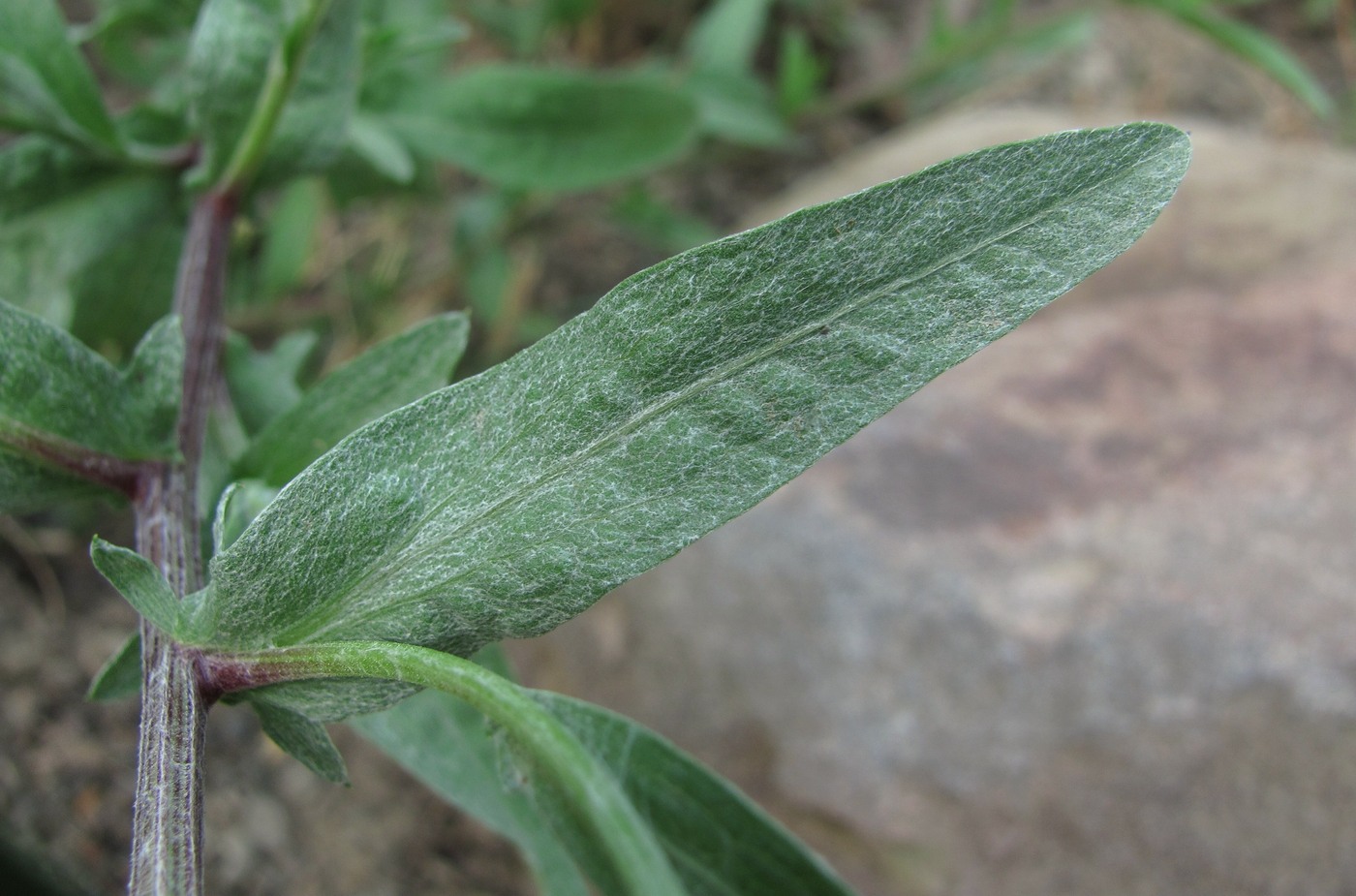 Image of Centaurea jacea ssp. substituta specimen.