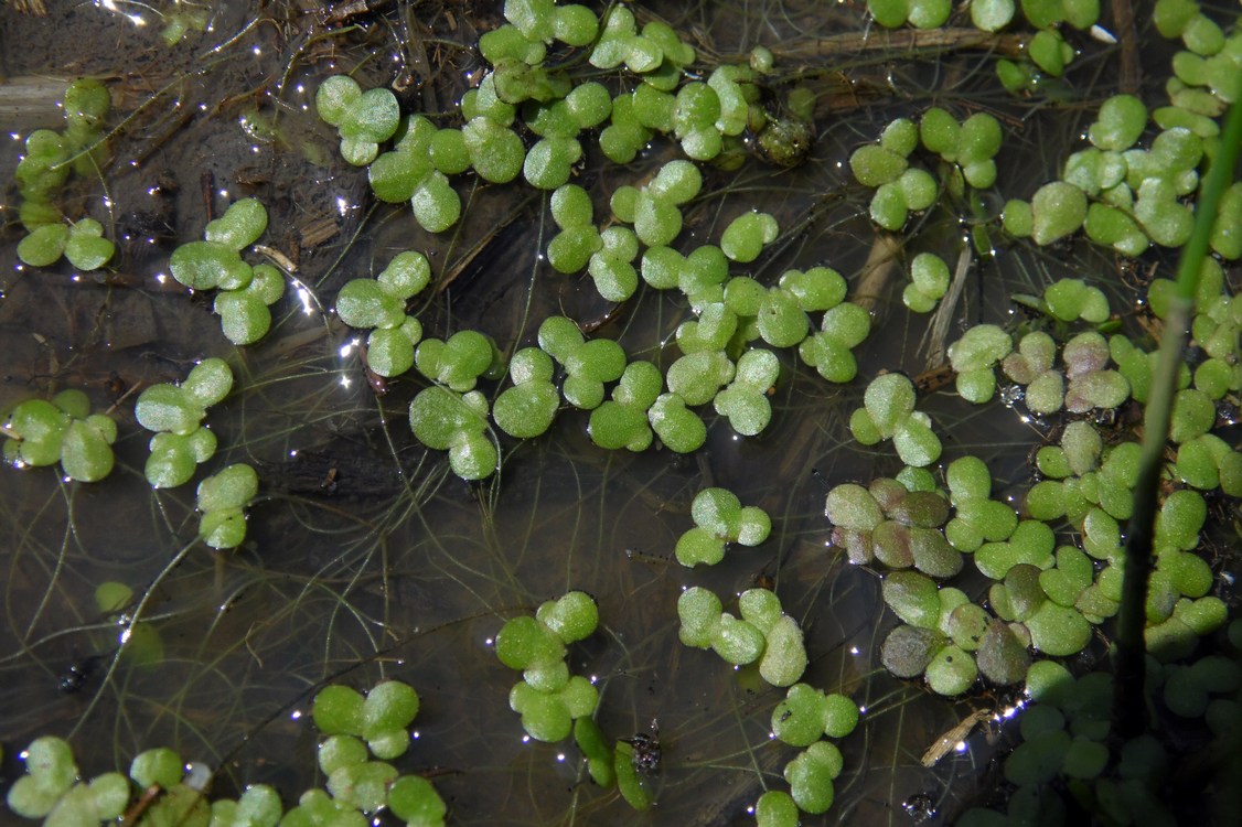 Image of Lemna minor specimen.