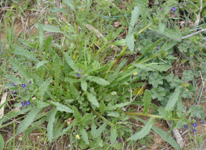 Изображение особи Anchusa stylosa.