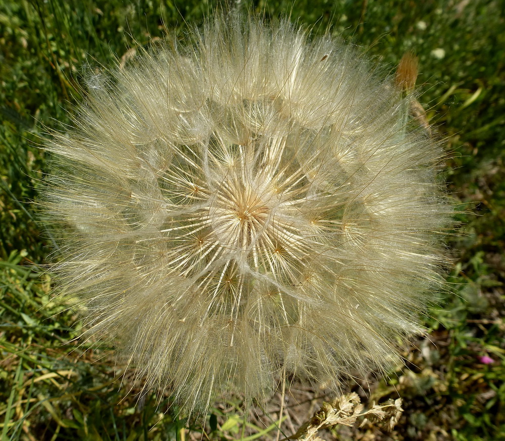 Image of Tragopogon dubius specimen.