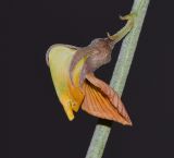 Crotalaria aegyptiaca