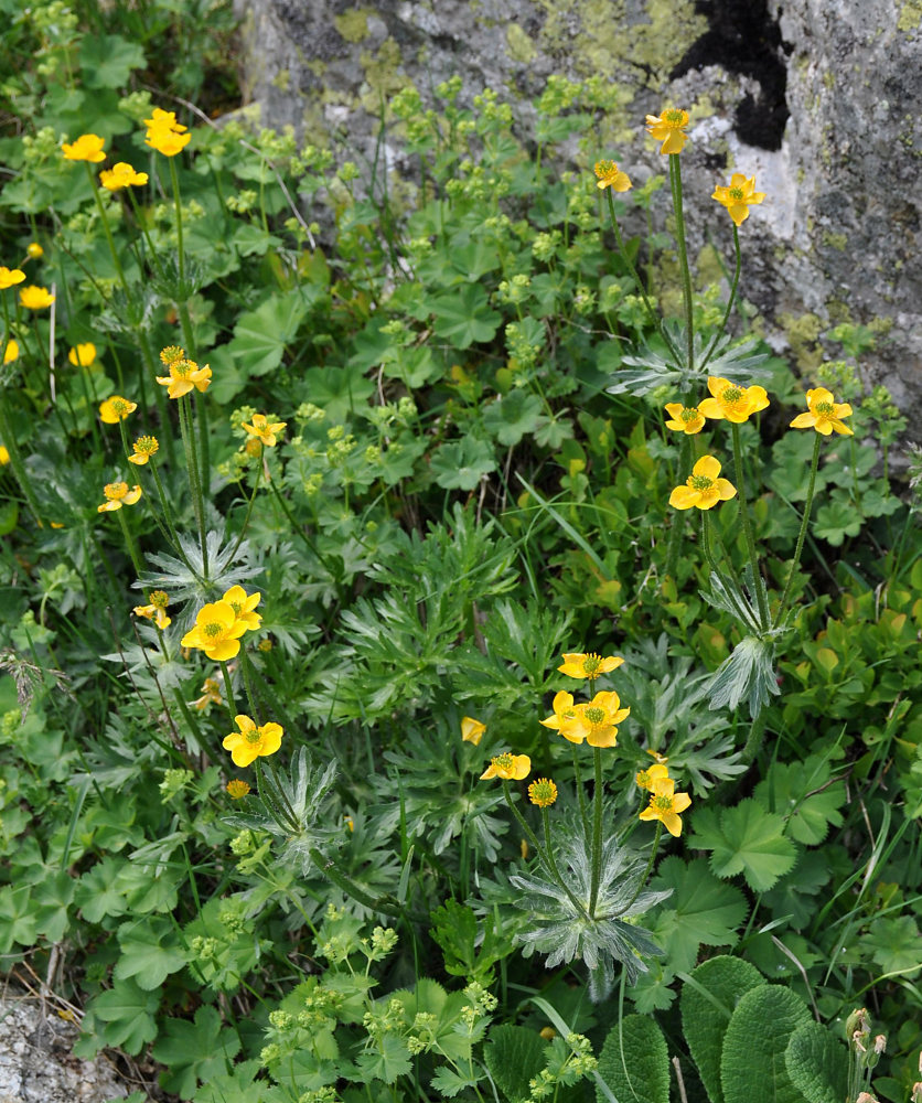 Изображение особи Anemonastrum speciosum.