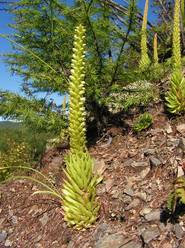 Image of Orostachys spinosa specimen.