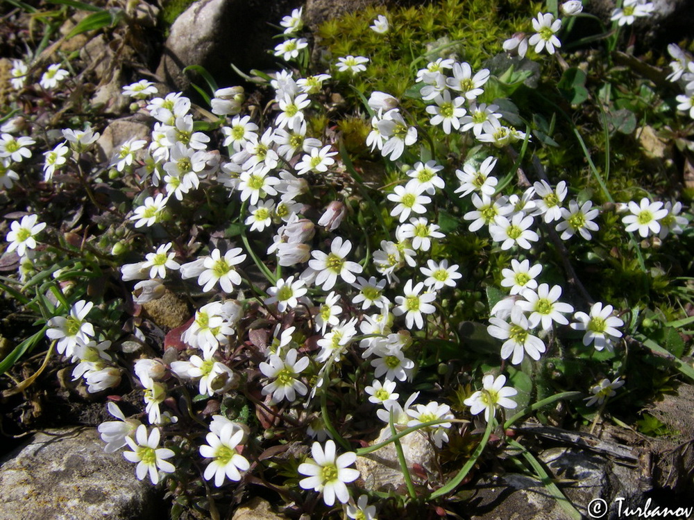 Изображение особи Erophila praecox.