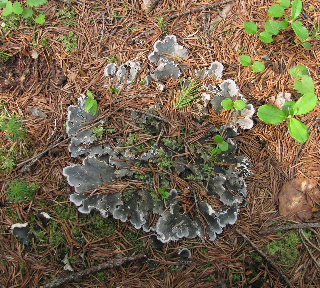 Image of genus Peltigera specimen.