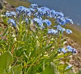 Смотреть изображение Myosotis austrosibirica