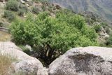 Acer pubescens. Дерево на сухом каменистом склоне. Узбекистан, Кашкадарьинская обл., Китабский р-н, перевал Тахтакарача, 1650 м н.у.м. 31 мая 2013 г.