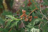 View full-size image Thuja occidentalis