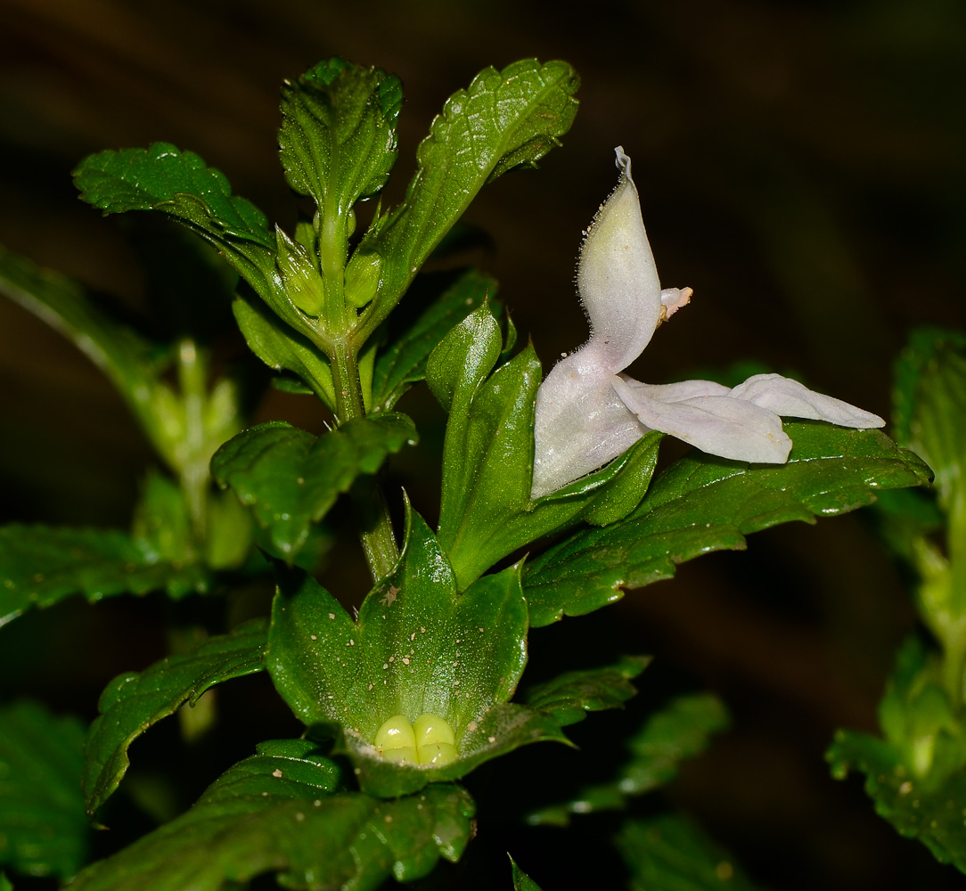 Image of Prasium majus specimen.