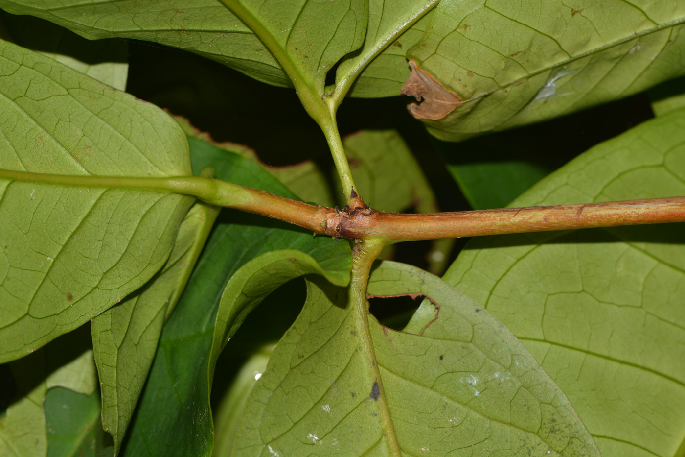 Image of Syzygium aqueum specimen.