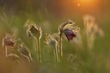 Pulsatilla pratensis