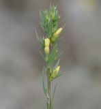 Linum strictum subspecies spicatum