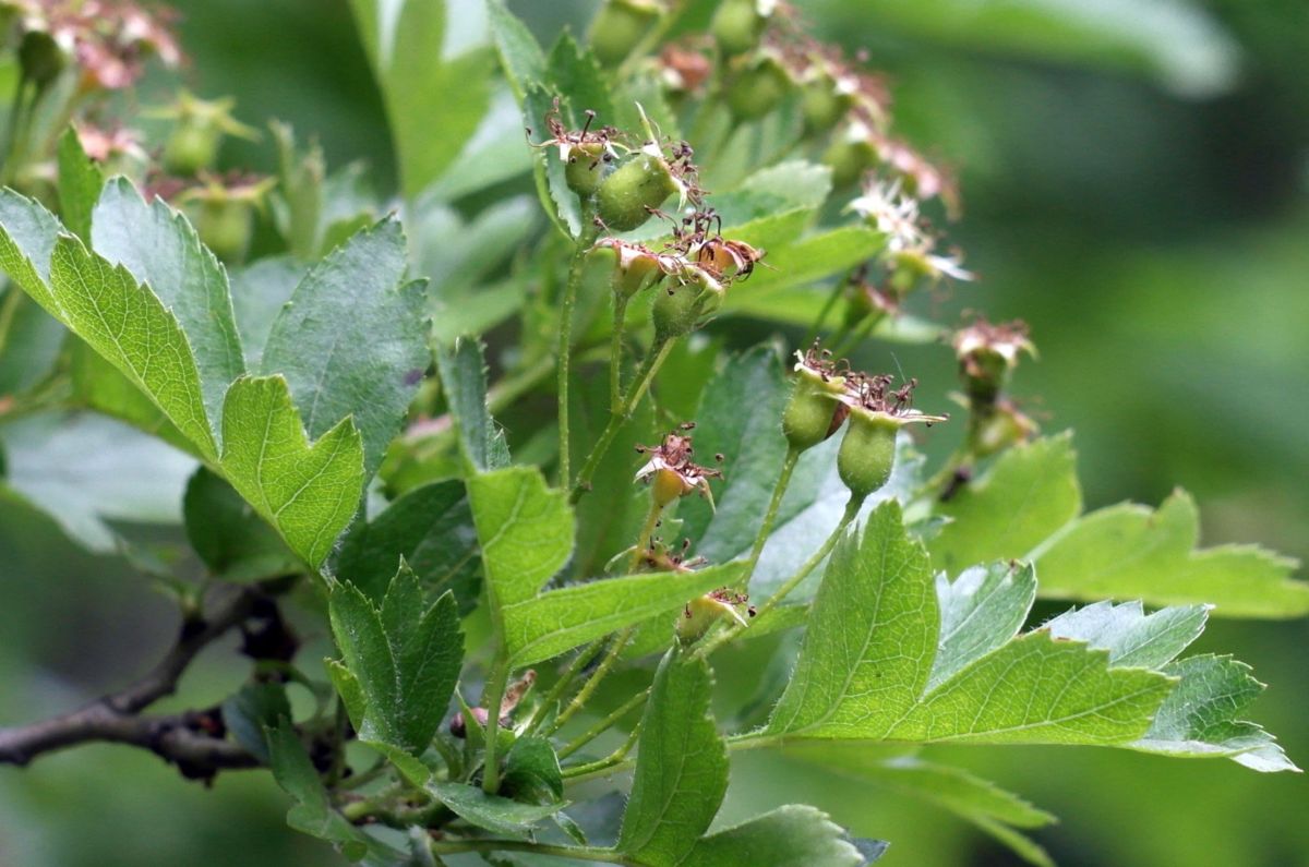 Image of Crataegus rhipidophylla specimen.