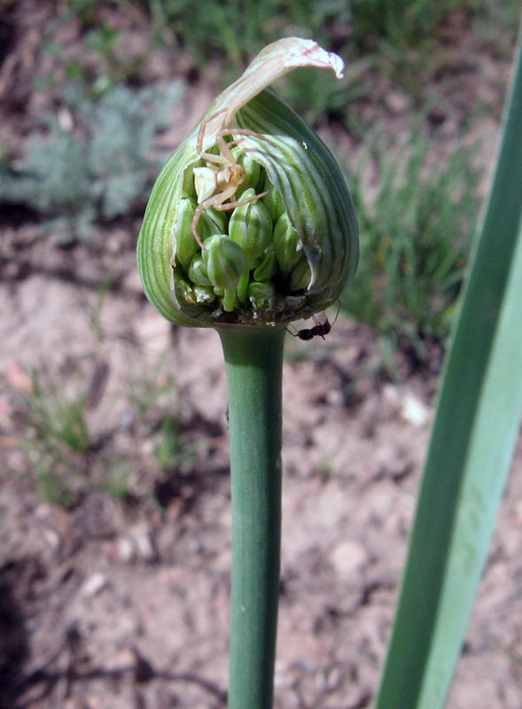 Image of Allium suworowii specimen.