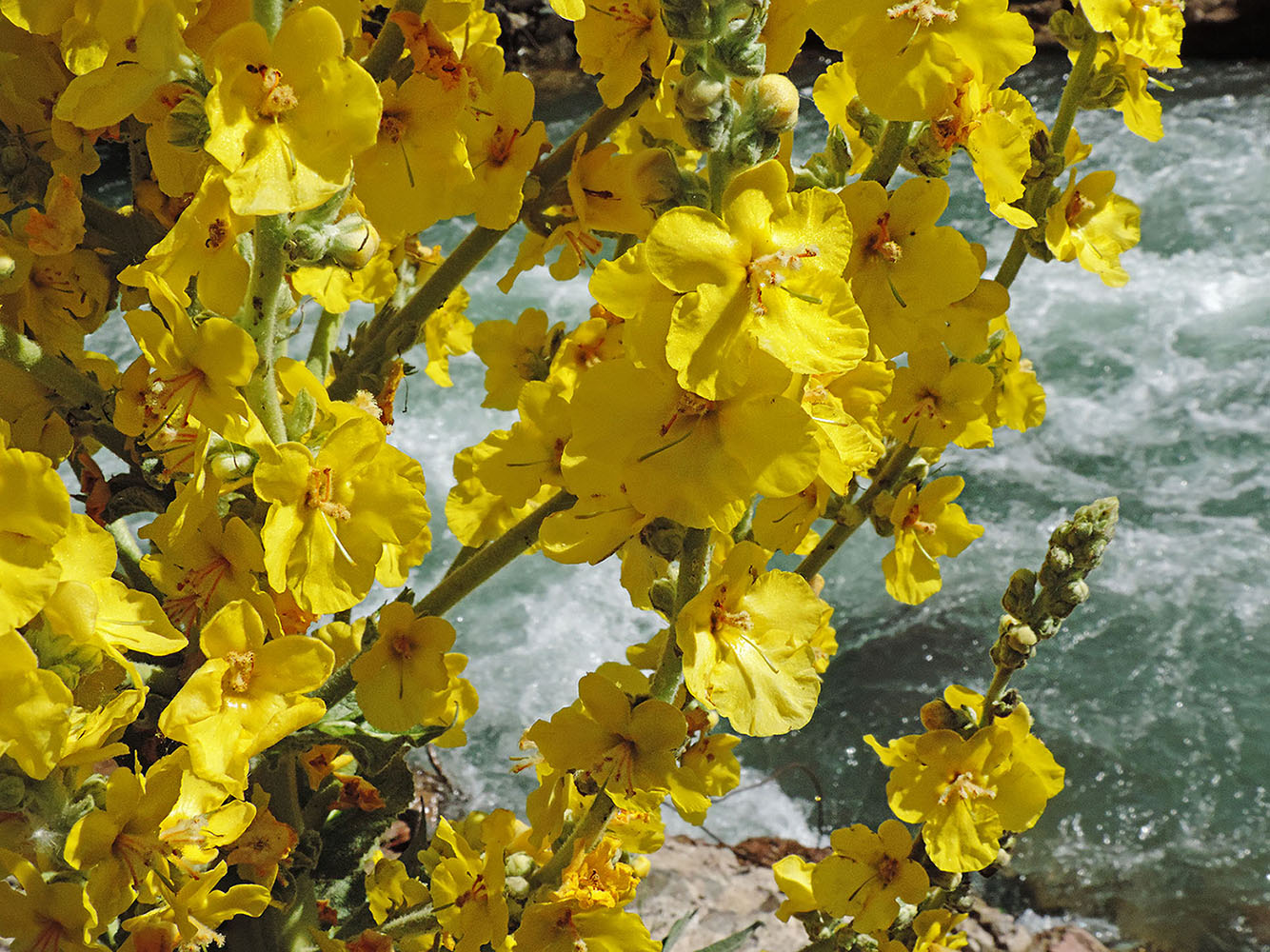 Image of Verbascum songaricum specimen.