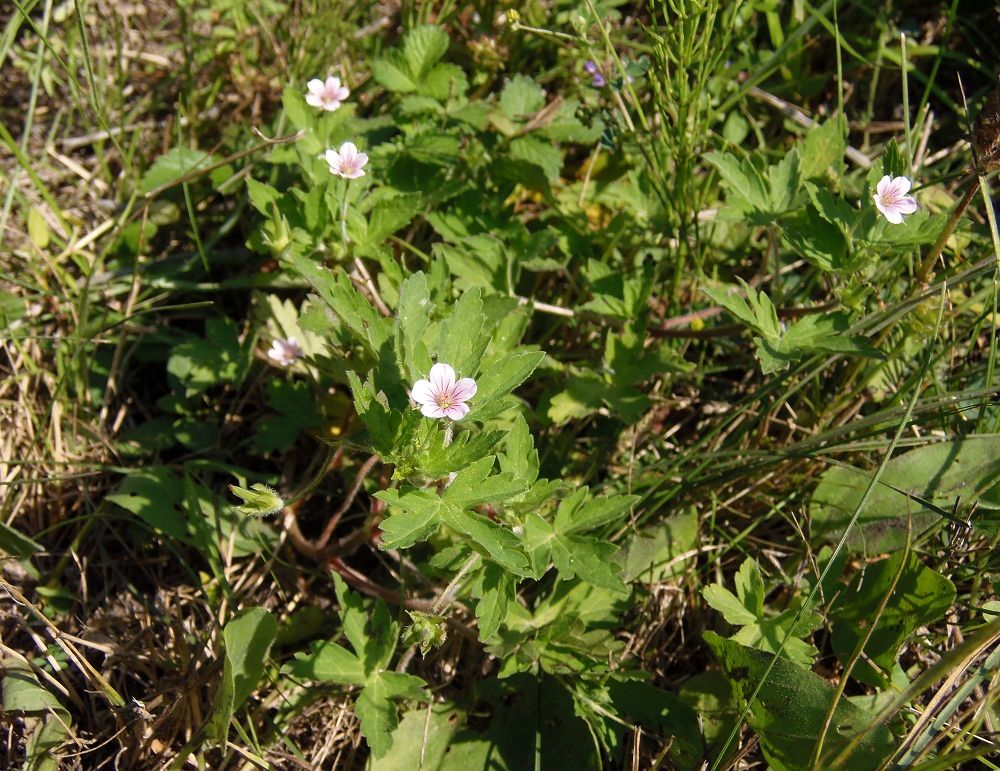 Image of Geranium sibiricum specimen.