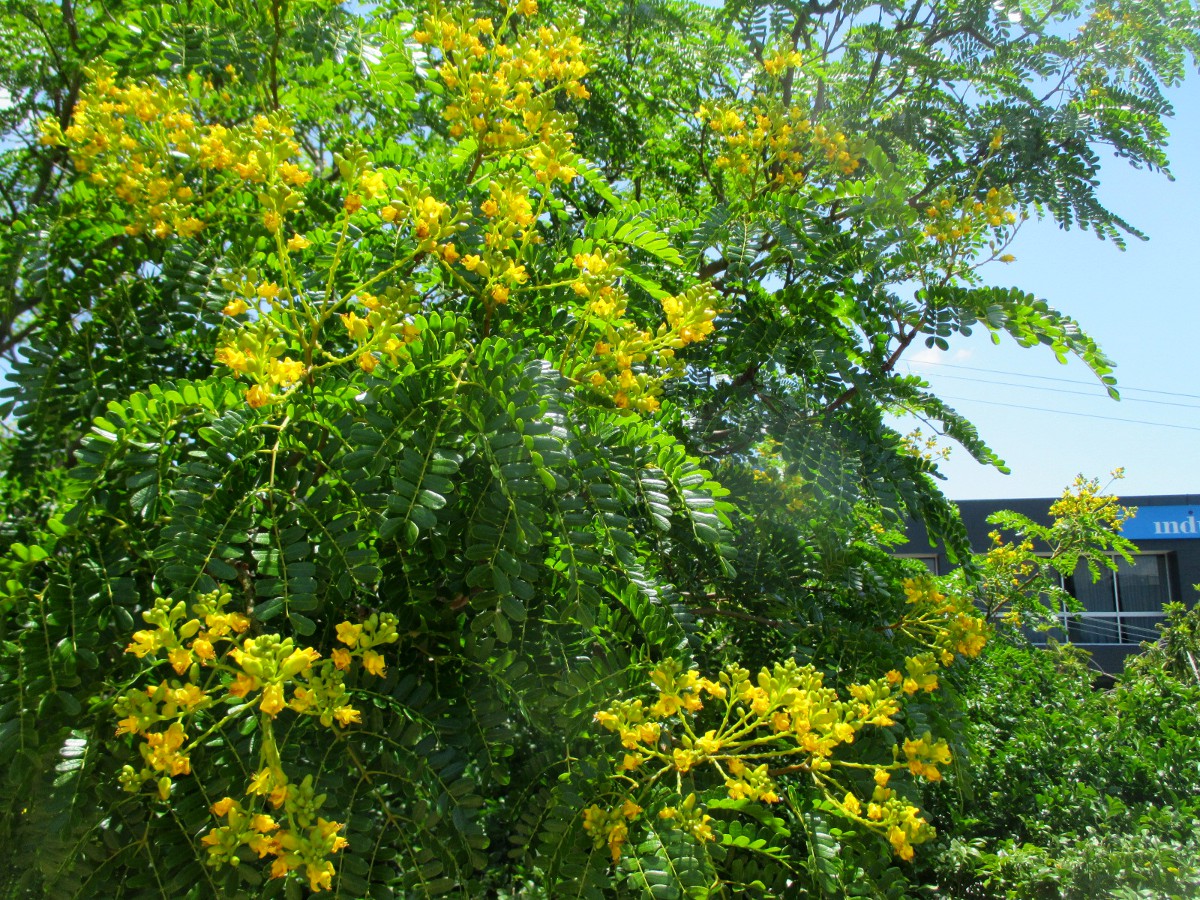 Image of Caesalpinia ferrea specimen.