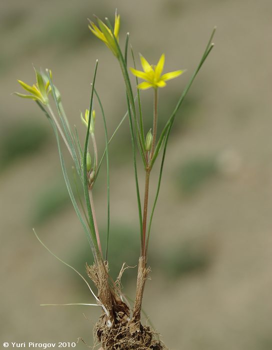 Image of Gagea tenuifolia specimen.