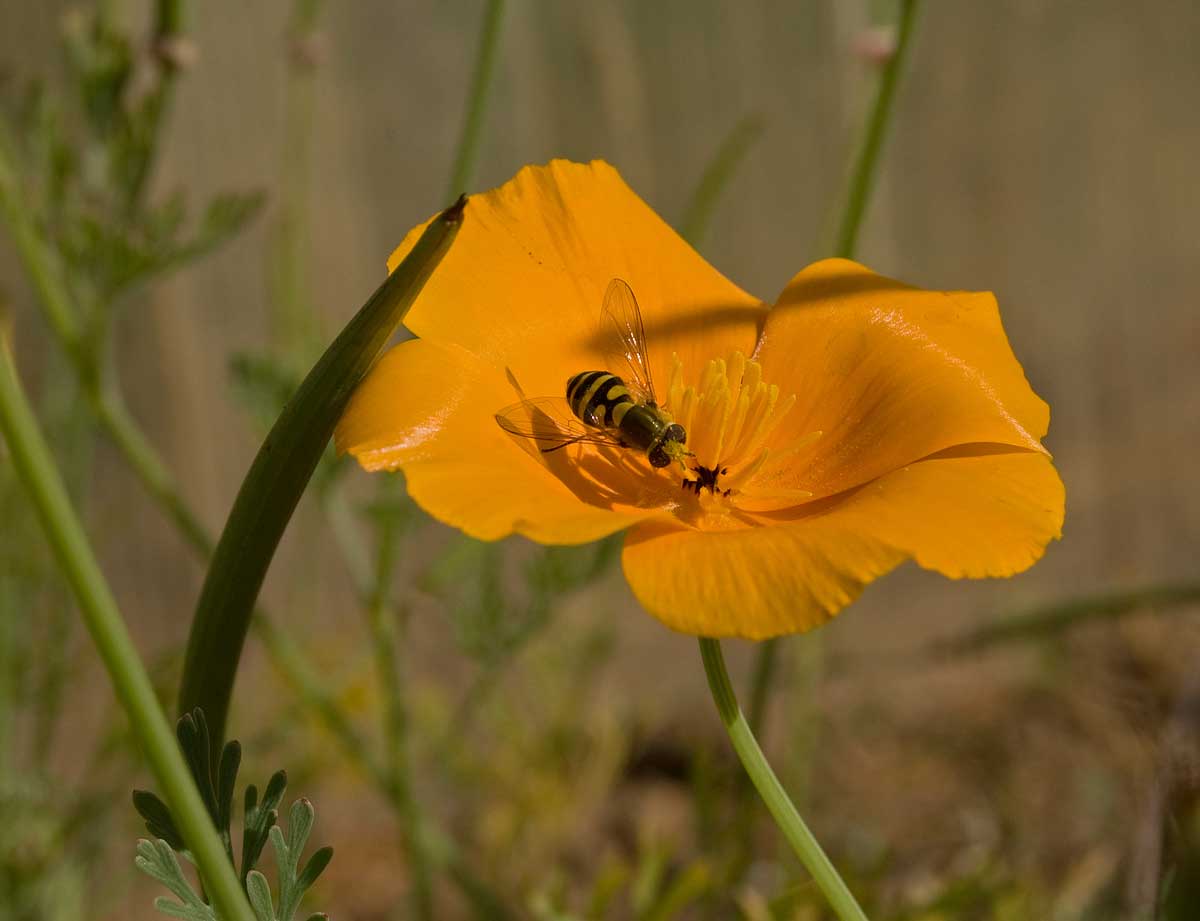 Изображение особи Eschscholzia californica.