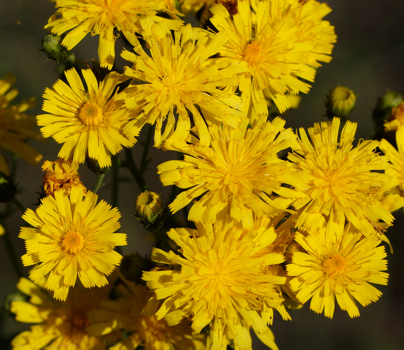 Image of Hieracium umbellatum specimen.