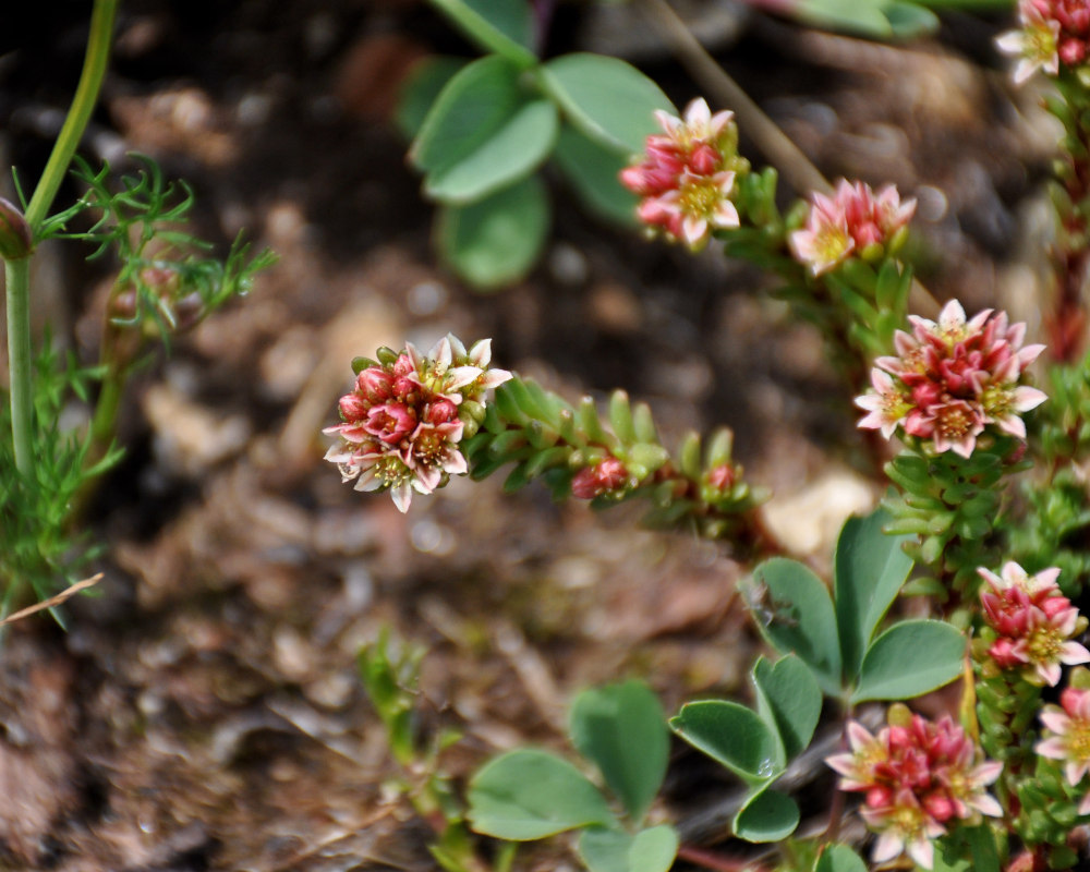 Image of Sedum tenellum specimen.