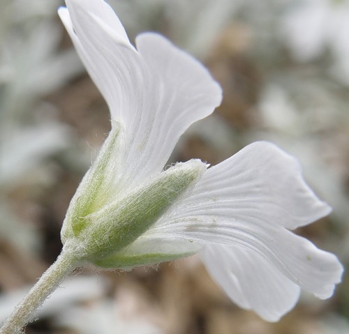 Image of Cerastium tomentosum specimen.