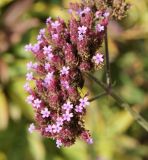 Verbena bonariensis. Соцветие. Крым, Симферополь, ботанический сад университета. 12.10.2017.