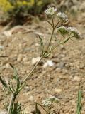 genus Valerianella