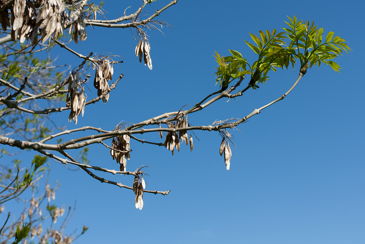 Изображение особи Fraxinus excelsior.