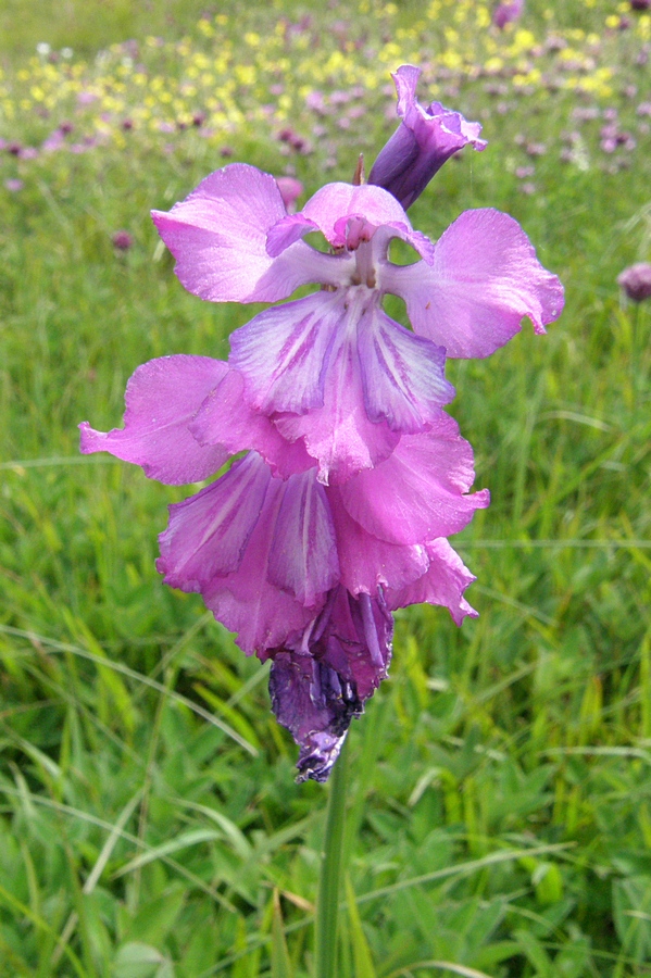 Image of Gladiolus tenuis specimen.