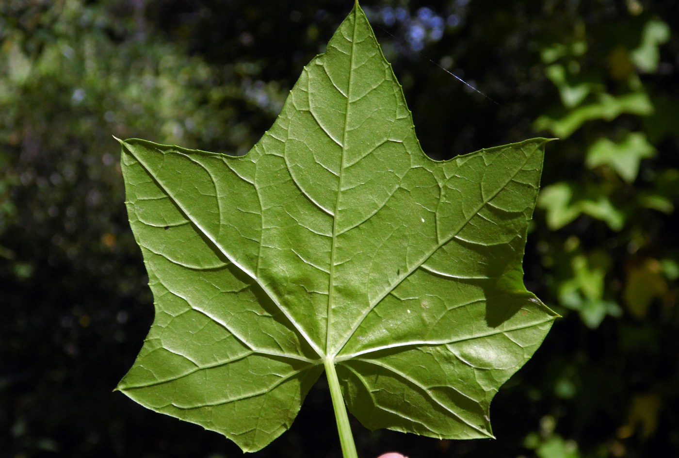 Изображение особи Echinocystis lobata.