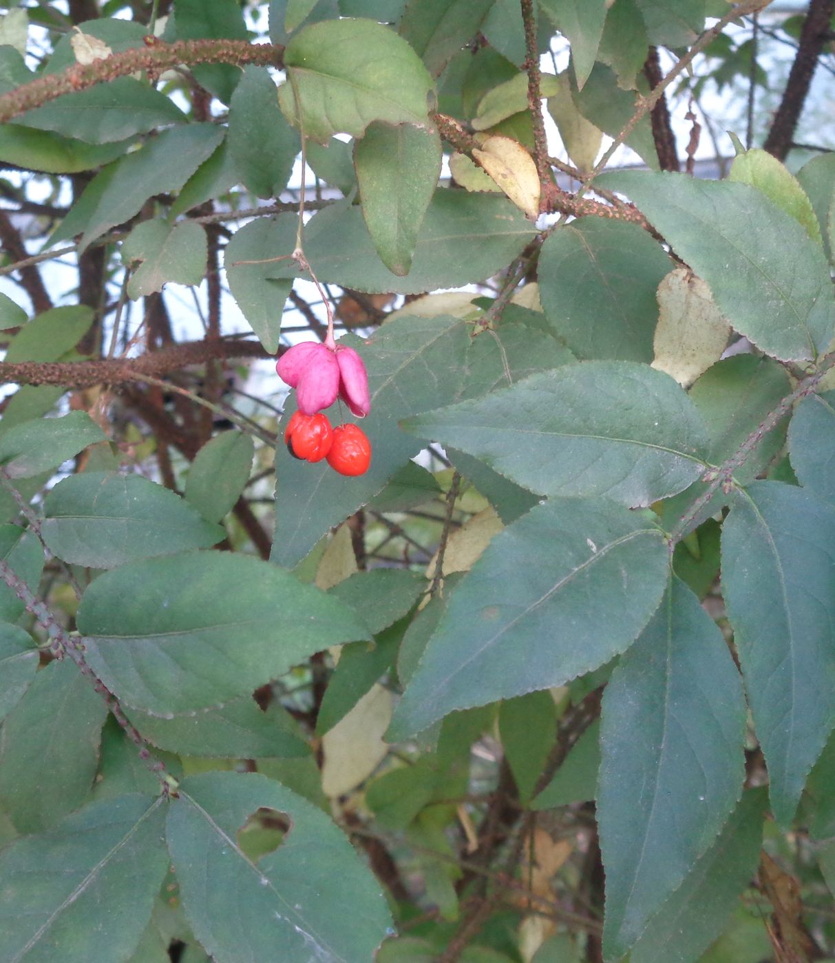 Image of Euonymus verrucosus specimen.