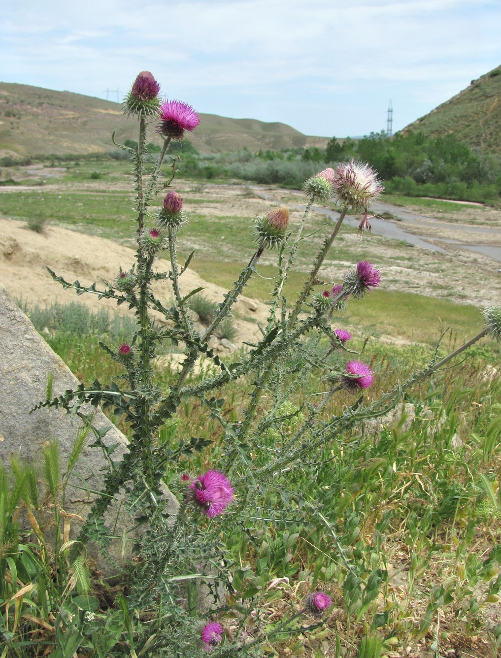 Image of Carduus uncinatus specimen.