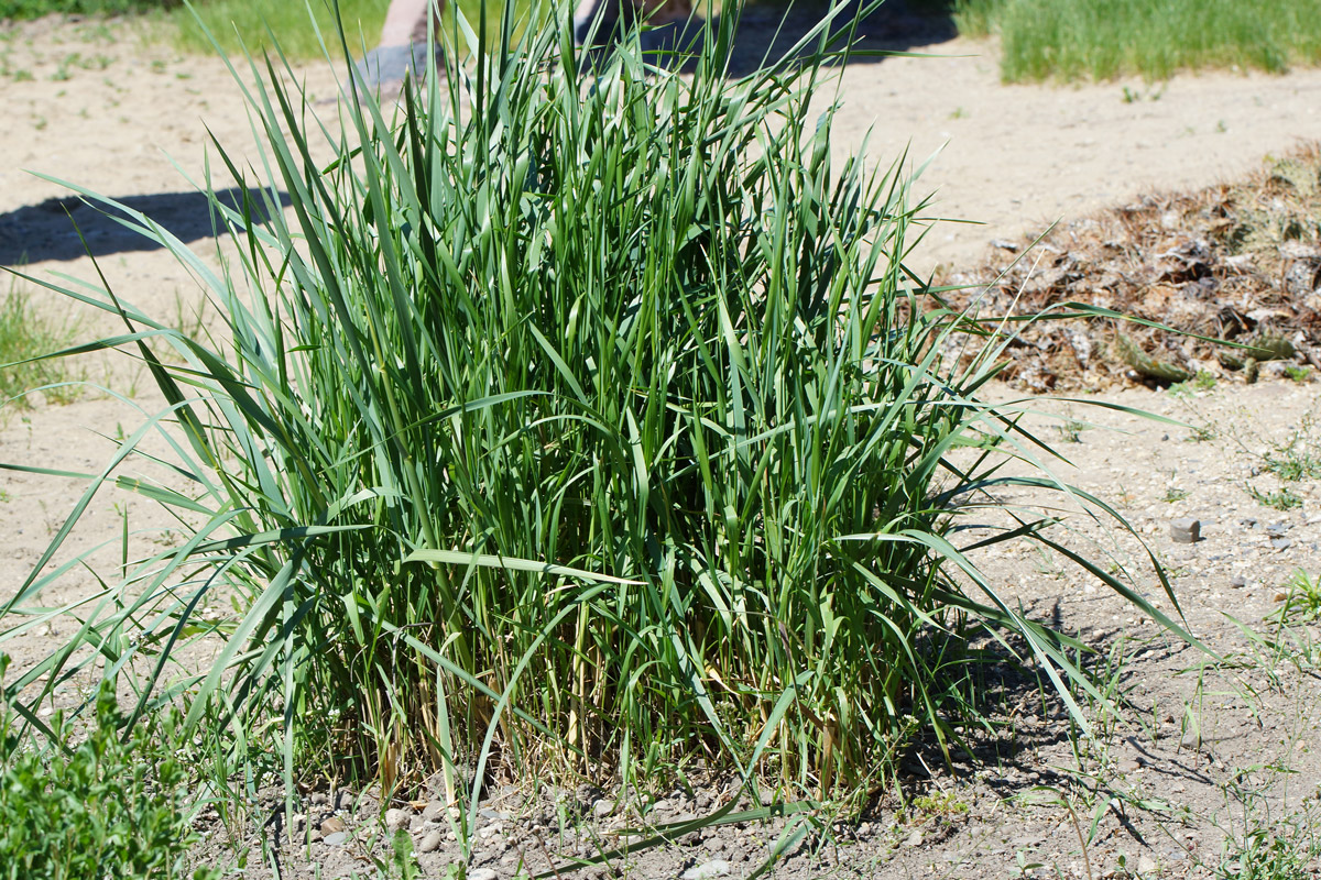 Image of genus Elymus specimen.