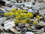 Alyssum lenense. Цветущее растение. Иркутская обл., Иркутский р-н, ур. Ушканья падь, берег оз. Байкал, галечник. 30.05.2018.