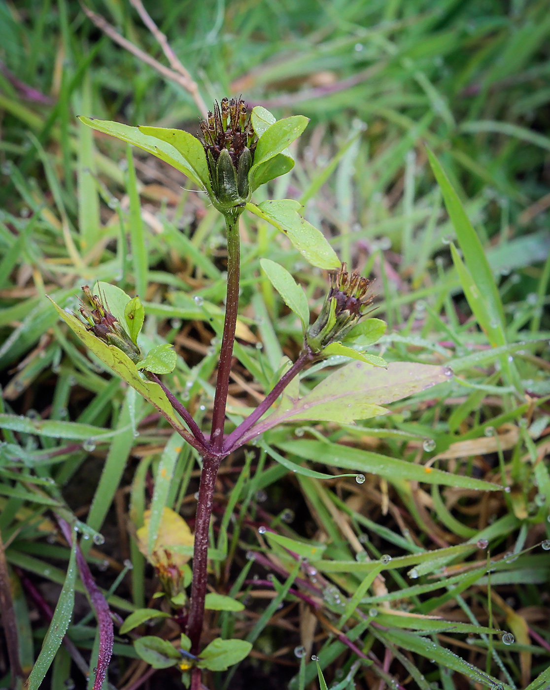 Image of Bidens tripartita specimen.