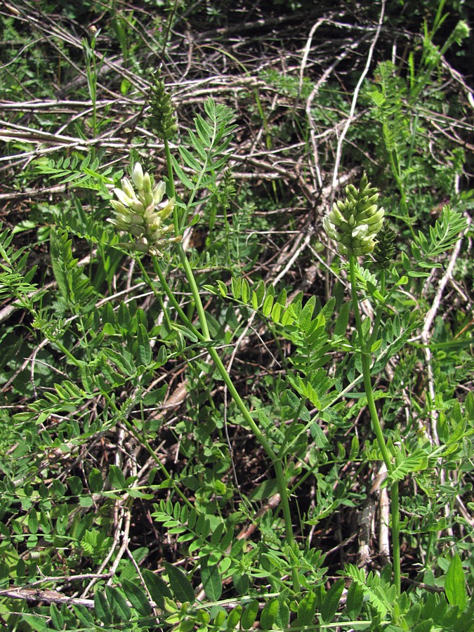 Image of Astragalus cicer specimen.