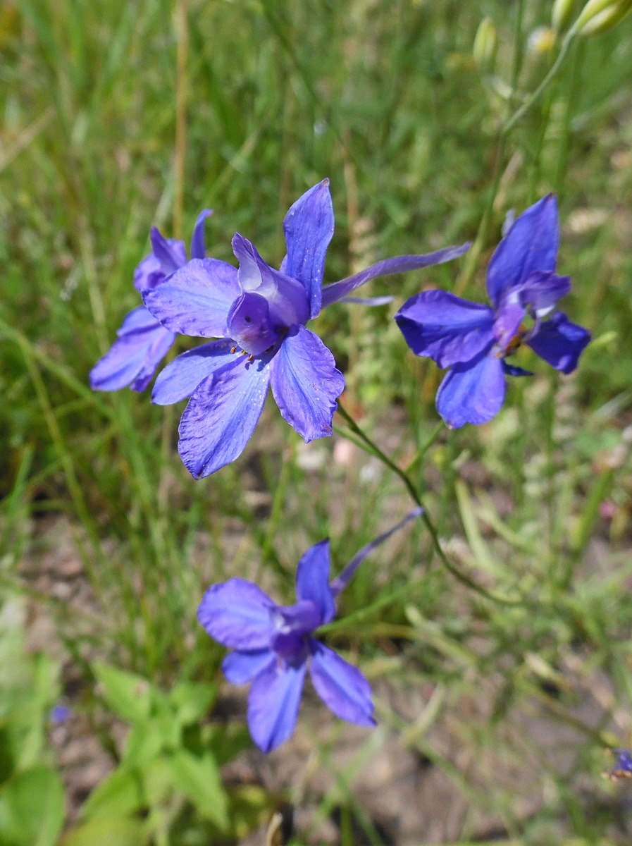 Image of Delphinium consolida specimen.