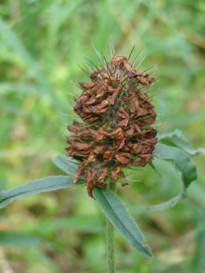 Изображение особи Trifolium alpestre.