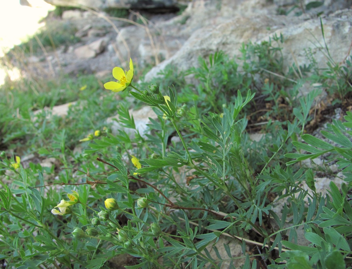 Image of Potentilla orientalis specimen.