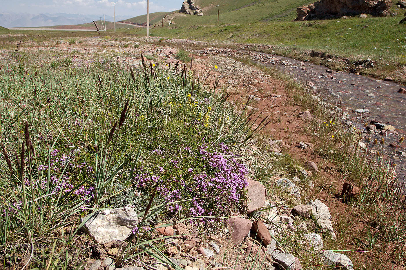 Изображение особи Thymus seravschanicus.