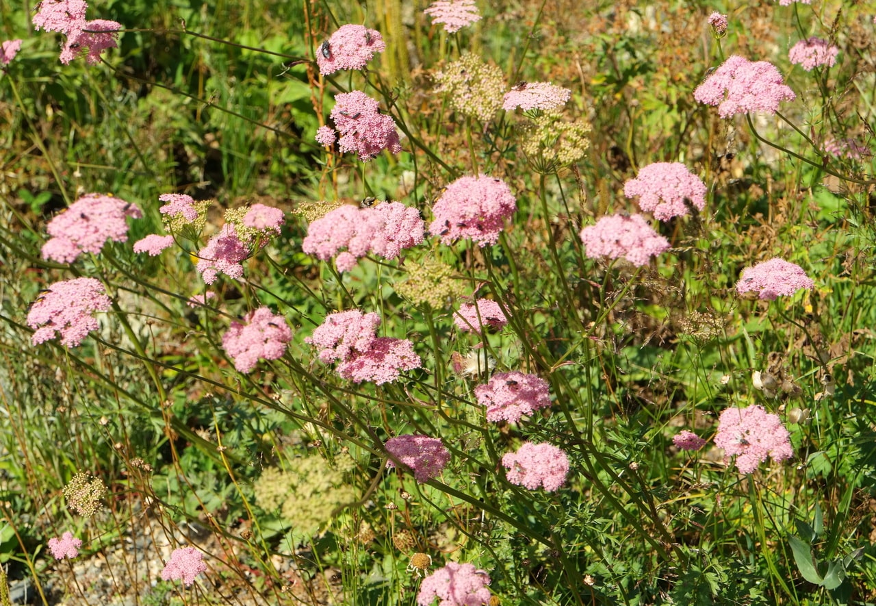 Image of Pimpinella rhodantha specimen.