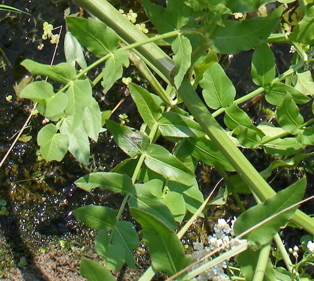 Image of Sium latifolium specimen.