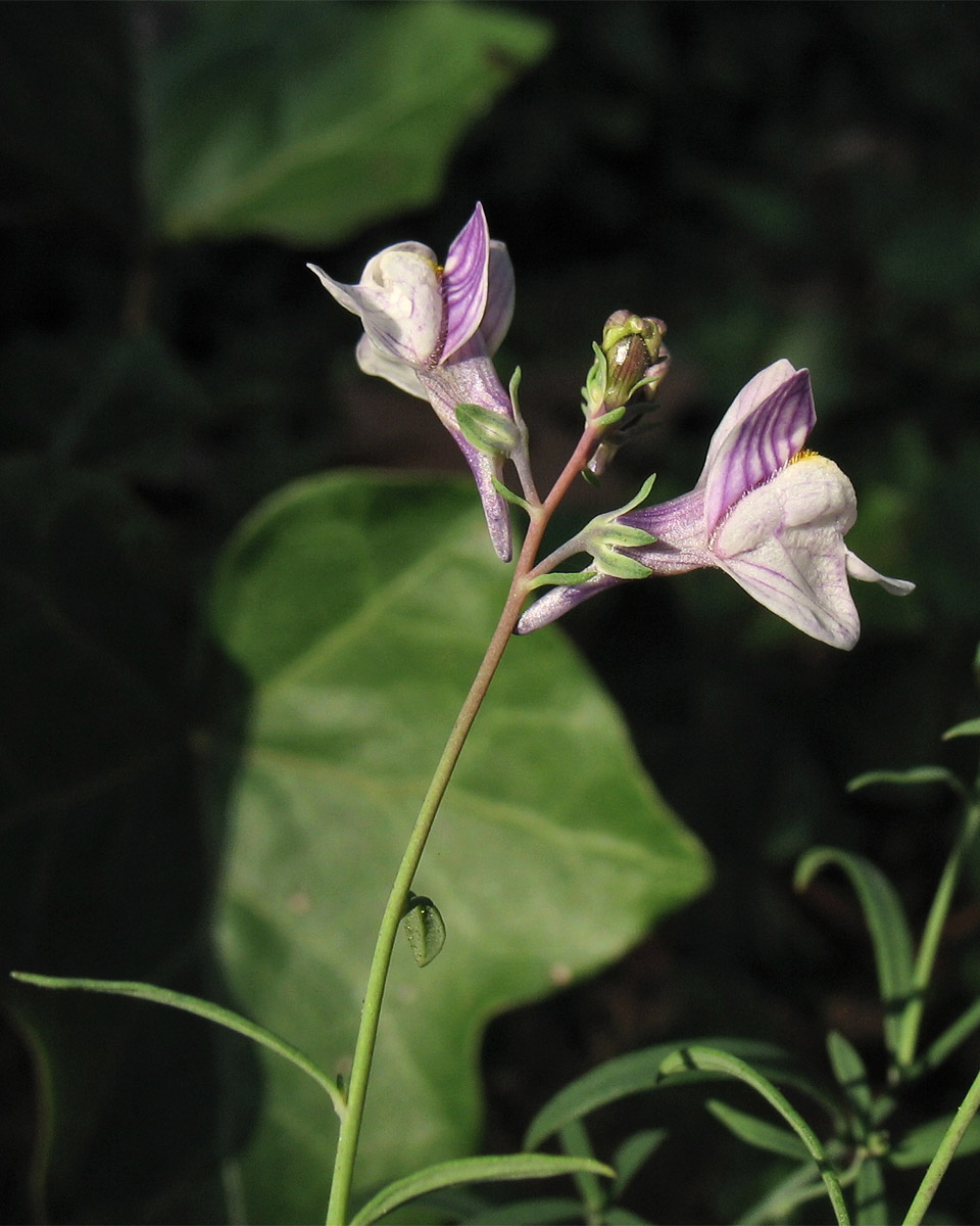 Image of Linaria repens specimen.